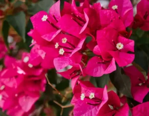 Bougainvillea Plant