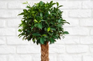 Ficus Plant
