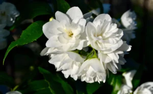 Jasmine Plant