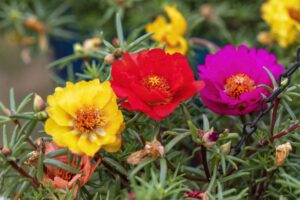 Portulaca Plant