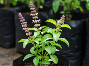 Tulsi Plant