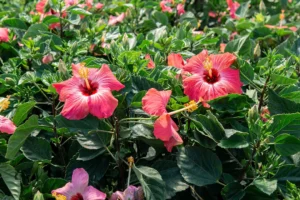 Hibiscus Plant