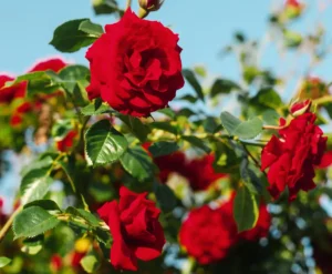 Rose plant